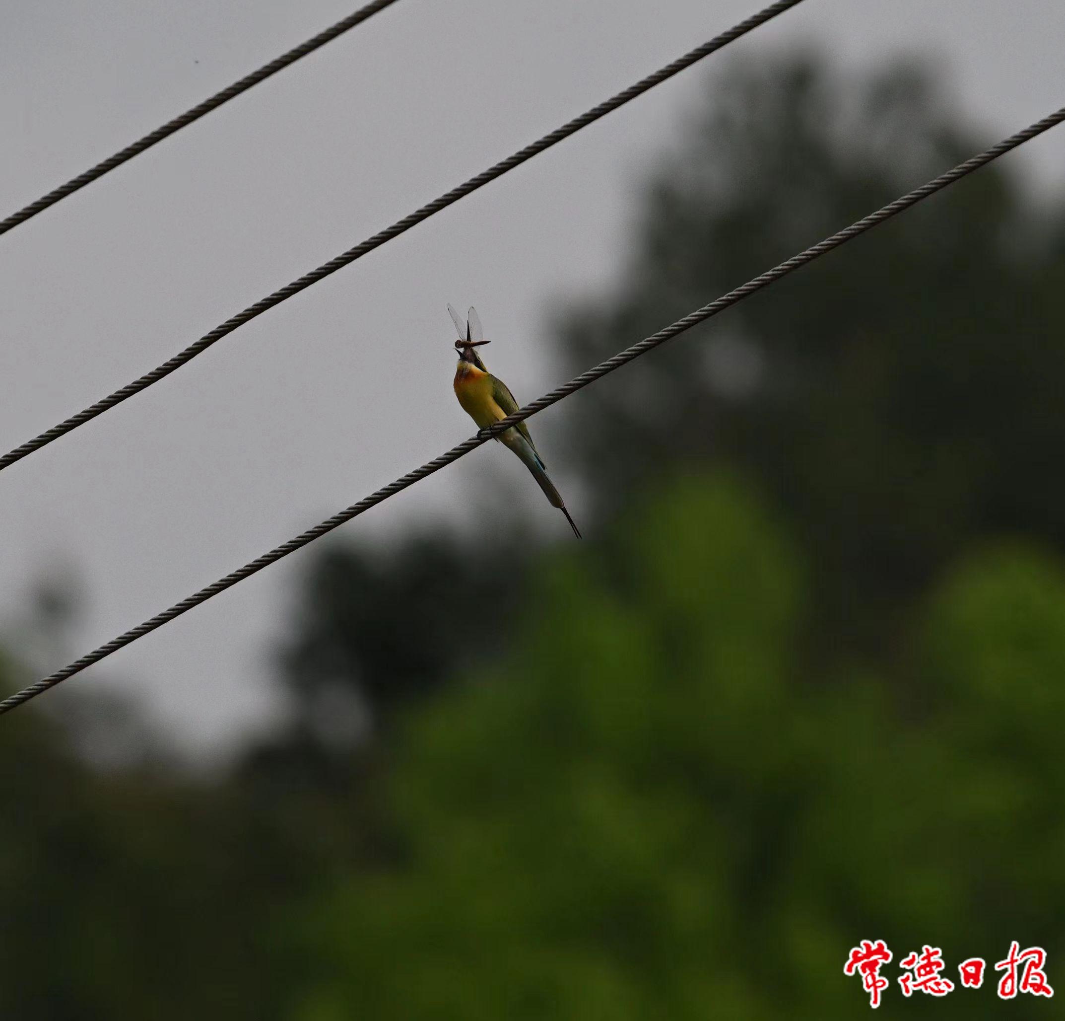 捕食昆蟲(chóng).jpg